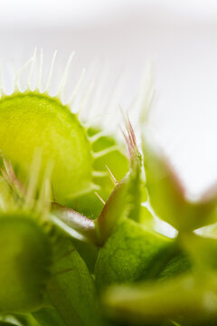 Venus Flytrap close up