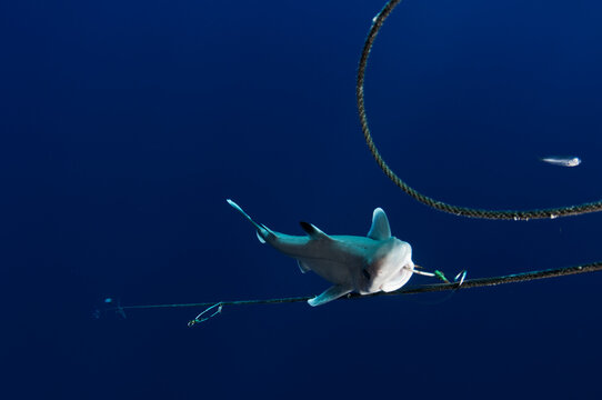 Shark on long line hook