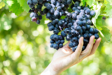 Black grapes on a vine close up