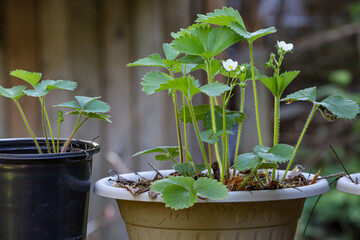 early small white blooms on potted strawberry plants