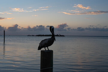 Pelican Pose