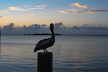 Pelican on a Post