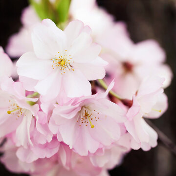 Detail of pink sour Chery tree flowers in bloom