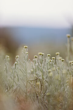 Abstract photography of some dried plants with a beautiful color