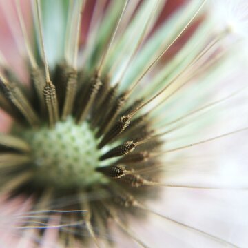 Tiny Seeds at The Innermost Part of A Dandelion
