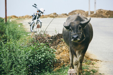 Water buffalo and motorbike