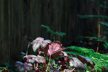 thick red textured leaves of a shade plant