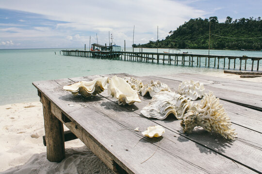 Shells and coral on a wood table on exotic tropical beach