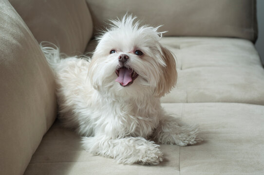 Happy little white dog sitting on a sofa