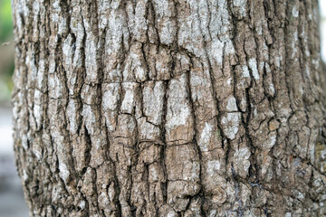 close up to the Bark of the tree