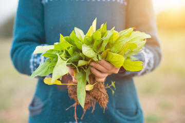Woman holding spinach with both hands