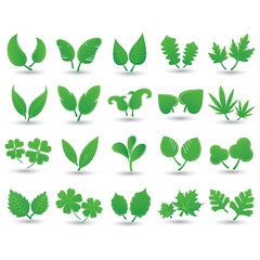 collection of leaves