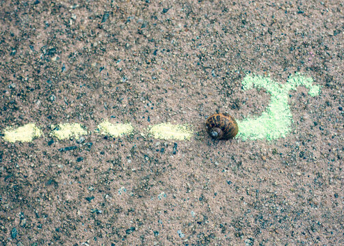 Empty snail shell with a chalk body and snail trail drawn in