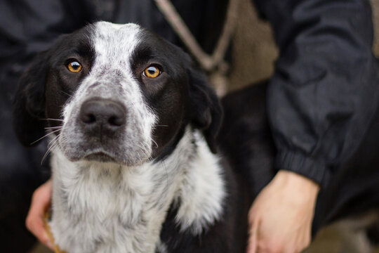 Handsome dog in his owner's arms looks straight at the camera