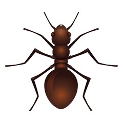 Ant icon in white background