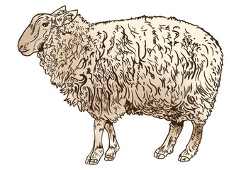Sheep design icon