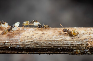 Macro Photo of Group of Tiny Ants Carrying Pupae and Eggs on Stick