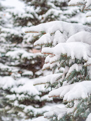 Snow on green spruce branches during snowfall