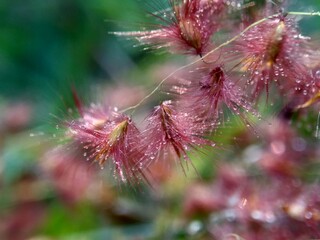 Imperata Cylindrica flower (also called cogon grass or kunai grass) with a natural grass. Indonesian call it as ilalang or alang-alang.
