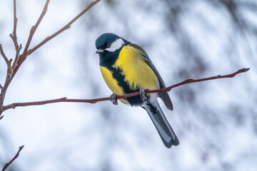 Cute bird Great tit, songbird sitting on a branch without leaves in the autumn or winter.