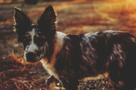 Close up of sheep dog