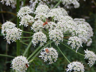 flowers in the forest