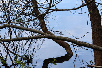 branches coming from the water with clear reflections