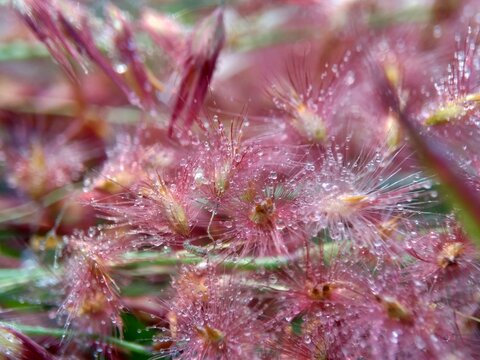 Imperata Cylindrica flower (also called cogon grass or kunai grass) with a natural grass. Indonesian call it as ilalang or alang-alang.