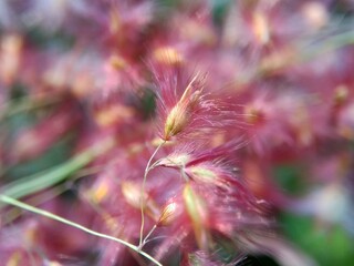 Imperata Cylindrica flower (also called cogon grass or kunai grass) with a natural grass. Indonesian call it as ilalang or alang-alang.
