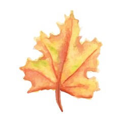 maple leaf
