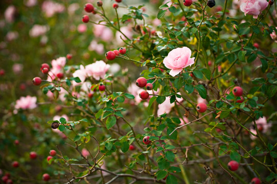 Rosa Canina