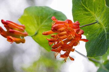 a group of bright orange honeysuckle blooms