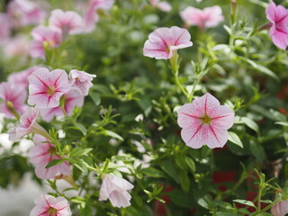 Wave pink color Petunia Hybrida, Solanaceae, name flower bouquet beautiful on blurred of nature background