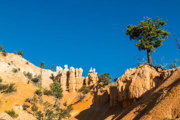 Pinyon Pine and Hoodoos of Fairyland  Bryce Canyon National Park, Utah, USA