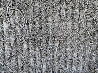 Dried Creeping fig plant, Dried Ficus Pumila on concrete wall.Ficus pumila died on the wall.