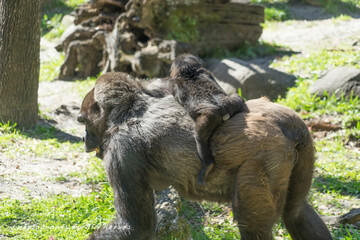 Gorilla and child leaving