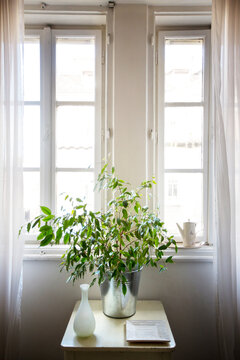 Plant by the Window