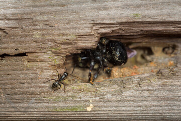 An ant watching a carpenter bee excavating a nest
