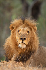 Vertical portrait of a male lion looking into camera in Kruger Park in South Africa