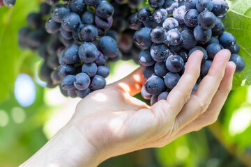 Black grapes on a vine close up