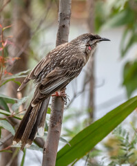 Red Wattlebird (Anthochaera carunculata) - the second largest honeyeater in Australia; the Tasmanian Yellow Wattlebird being the largest