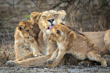Lioness grooming her small lion cubs in Tanzania