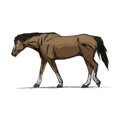 Horse