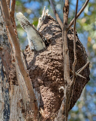 Laughing Kookaburra (Dacelo novaeguineae) making its nest in a termite mound - largest of the kingfisher family - NSW, Australia