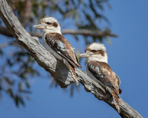 Pair of Laughing Kookaburras (Dacelo novaeguineae) perched on a branch - largest of the kingfisher family - NSW, Australia