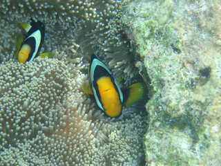 Fototapeta na wymiar Clark's anemonefish in Bandos Island Resort of Moldives
