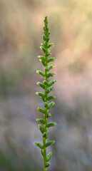 Slender Onion-orchid (Microtis parviflora) - perennial herb native to Australia & New Zealand - tiny flowers approx 4mm dia