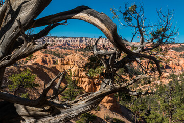 Fototapeta na wymiar Hoodoos of Bryce Amphitheater Framed By The Twisted Branches of A Pinyon Pine Bryce Canyon National Park, Utah, USA