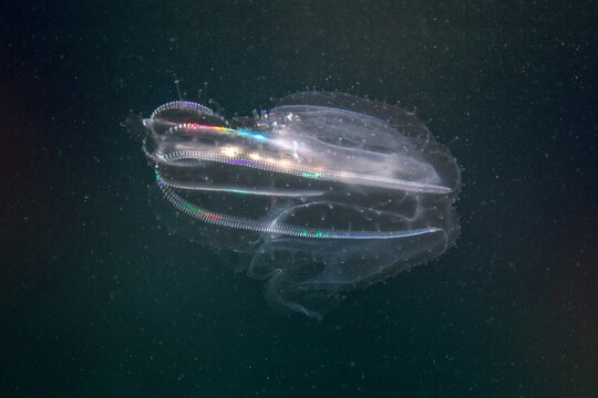 Comb jellyfish drifting in the sea