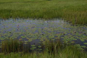 Scenic of swamps in national park